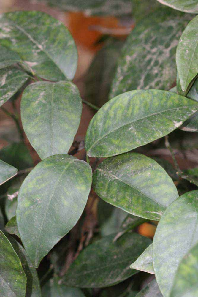              Shade leaves (Riverside, CA)       